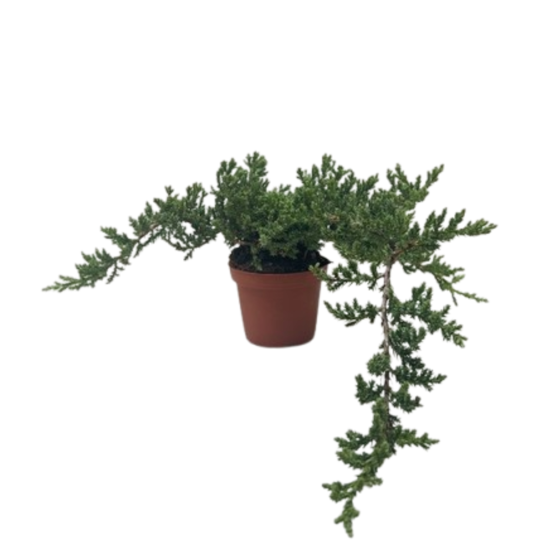 Bonsai Juniper - Fleurish Plant Care, LLC