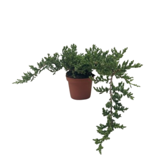 Bonsai Juniper - Fleurish Plant Care, LLC
