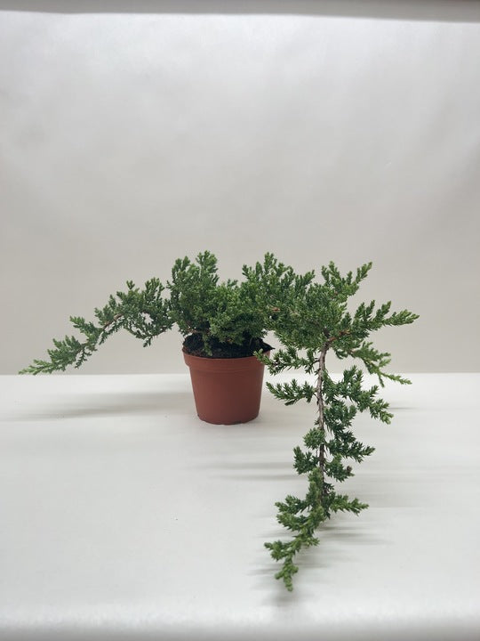 Bonsai Juniper - Fleurish Plant Care, LLC