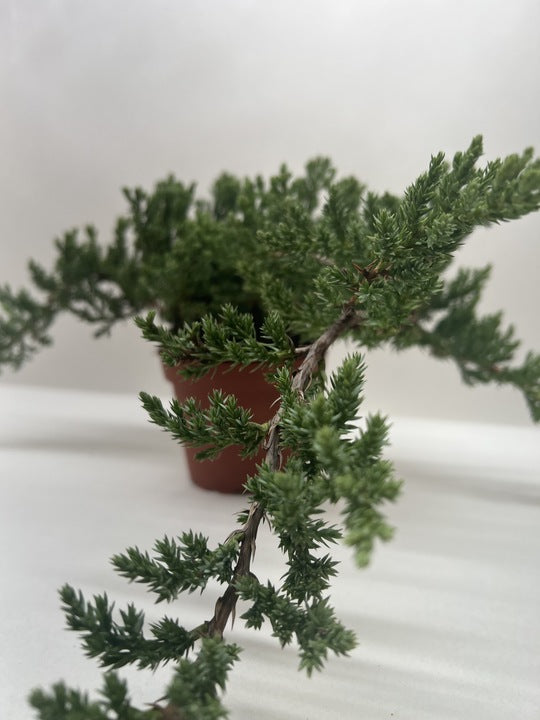 Bonsai Juniper - Fleurish Plant Care, LLC