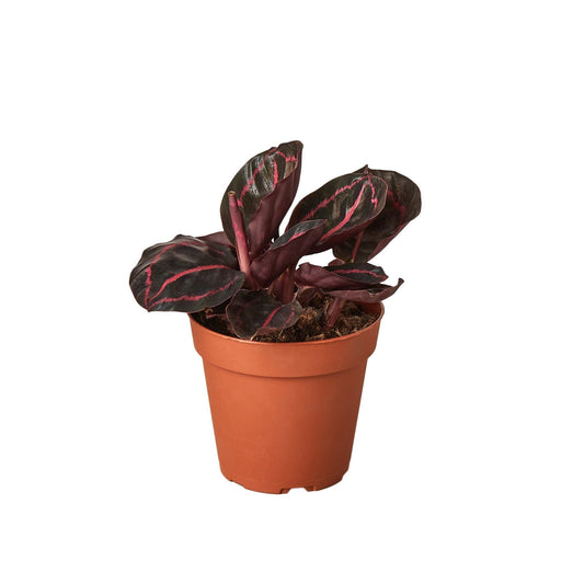 🐾Calathea 'Dottie'