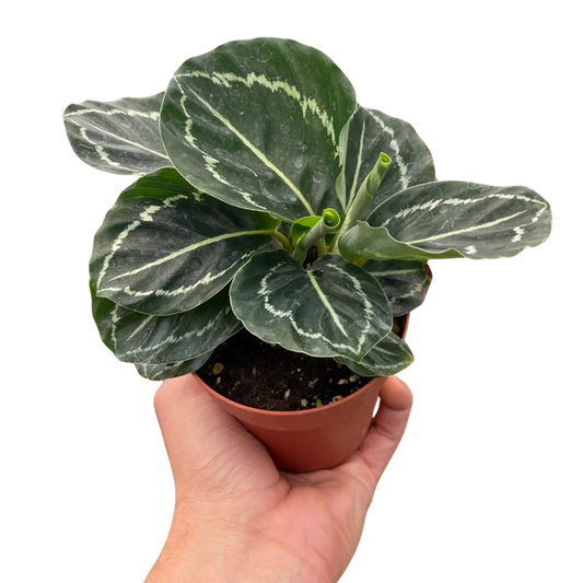 🐾Calathea 'Green Goddess'