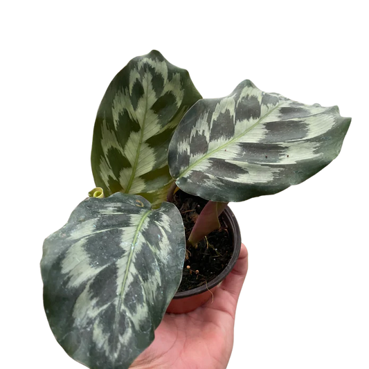 🐾Calathea 'Kennedy'