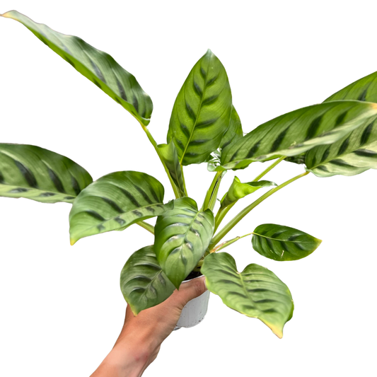 🐾Calathea Leopardina