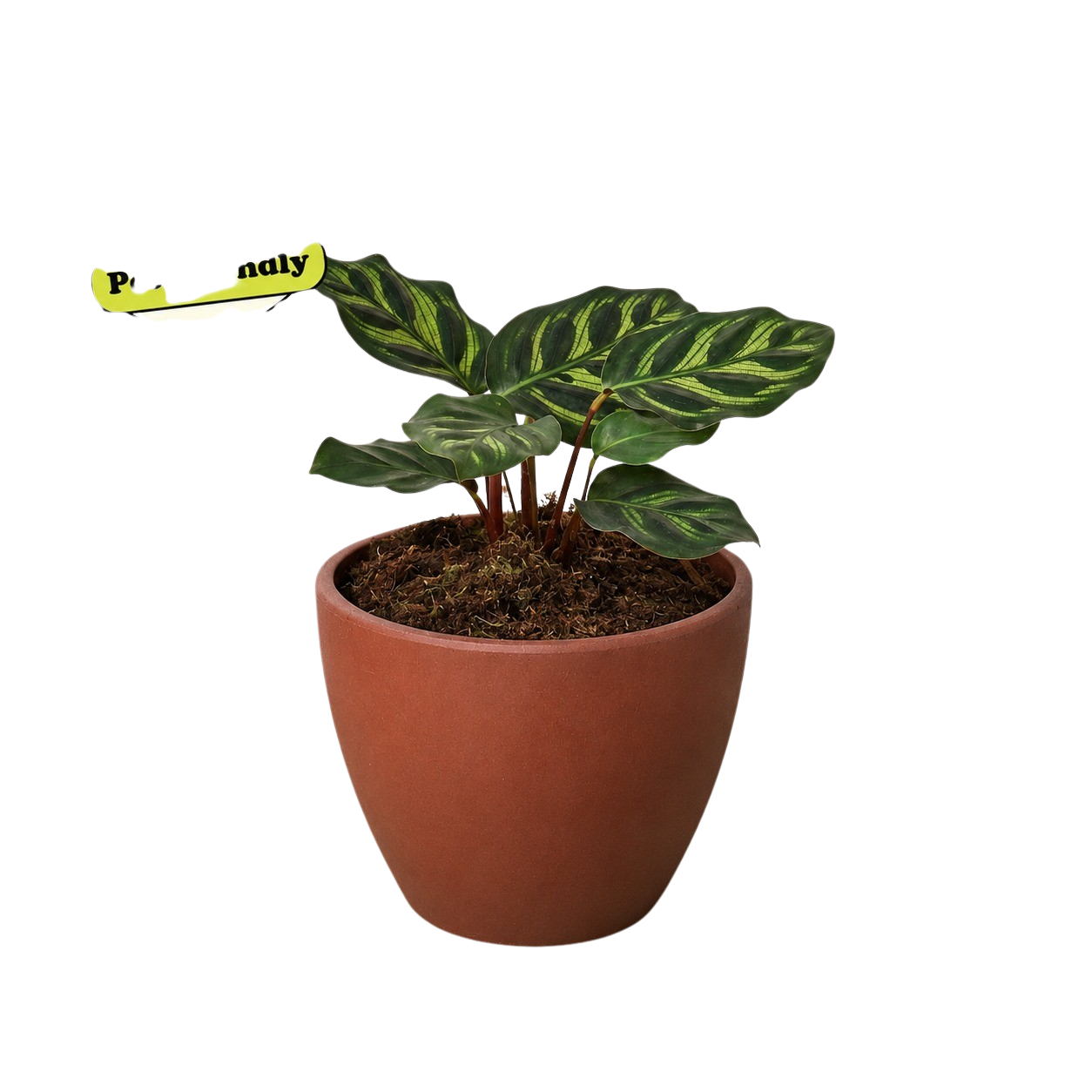 Calathea 'Makoyana'