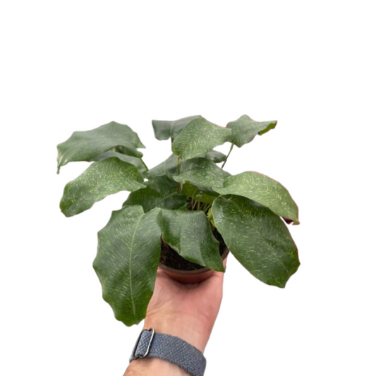 🐾Calathea 'Musaica' - Fleurish Plant Care, LLC