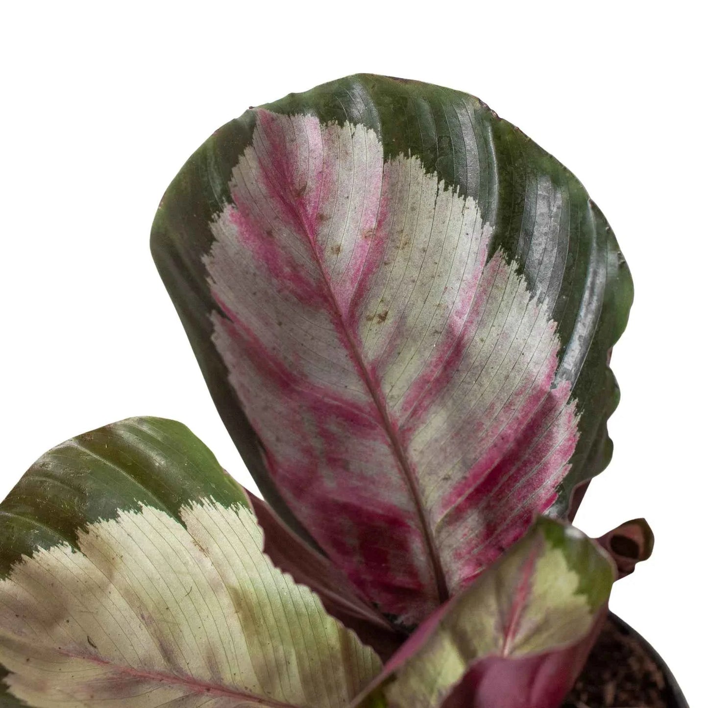 🐾Calathea roseopicta 'Silvia'