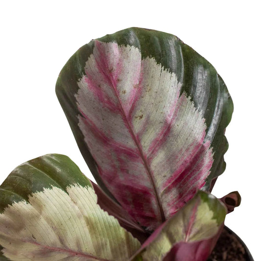 🐾Calathea roseopicta 'Silvia'