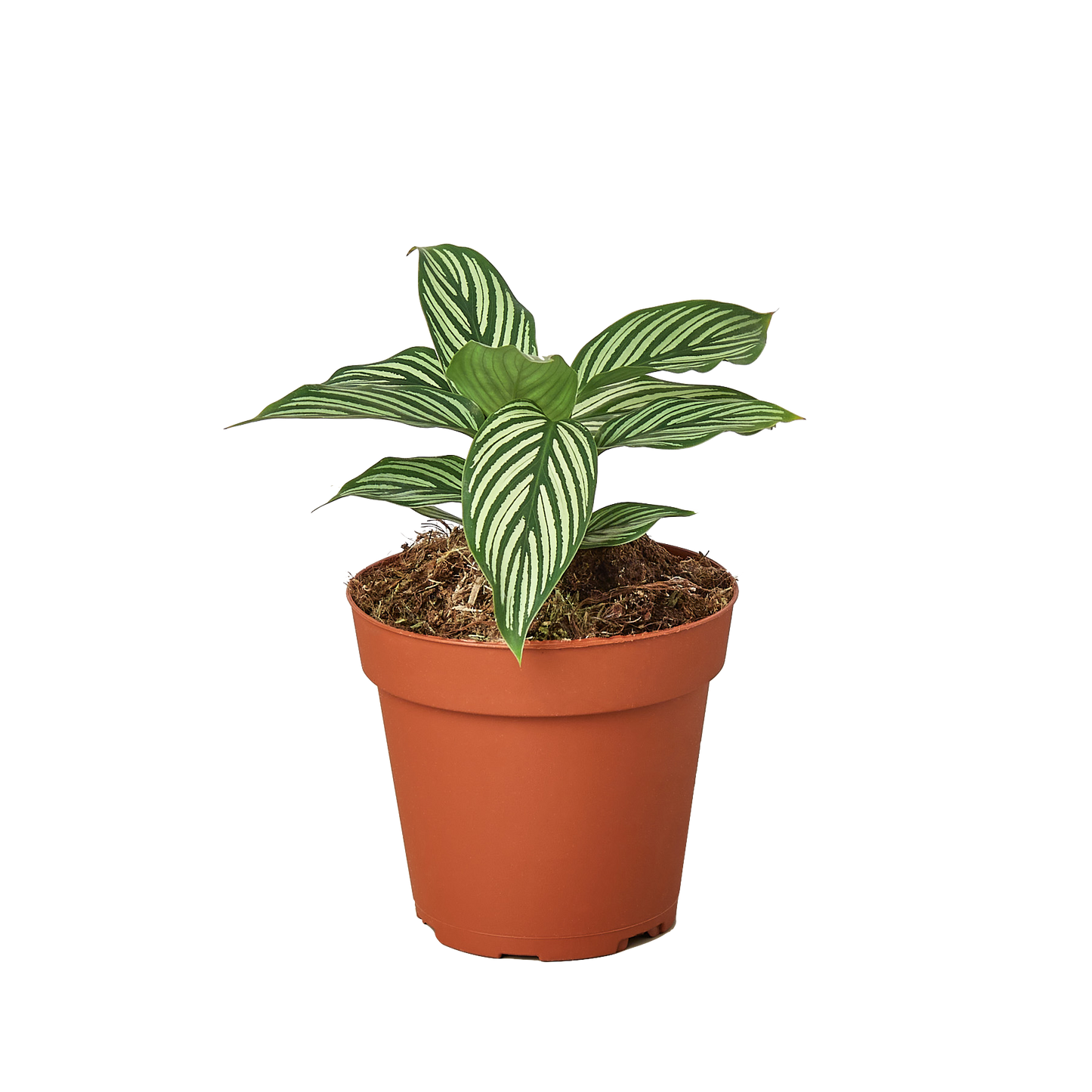 🐾Calathea 'Vittata'