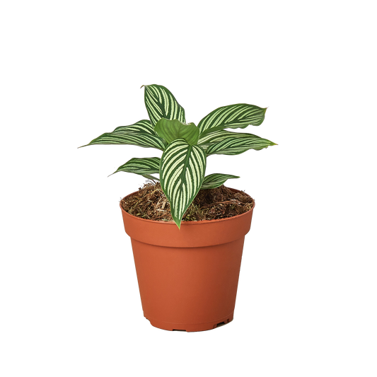 🐾Calathea 'Vittata'