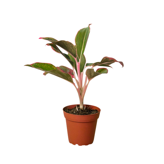 Chinese Evergreen 'Red Siam' - Fleurish Plant Care, LLC