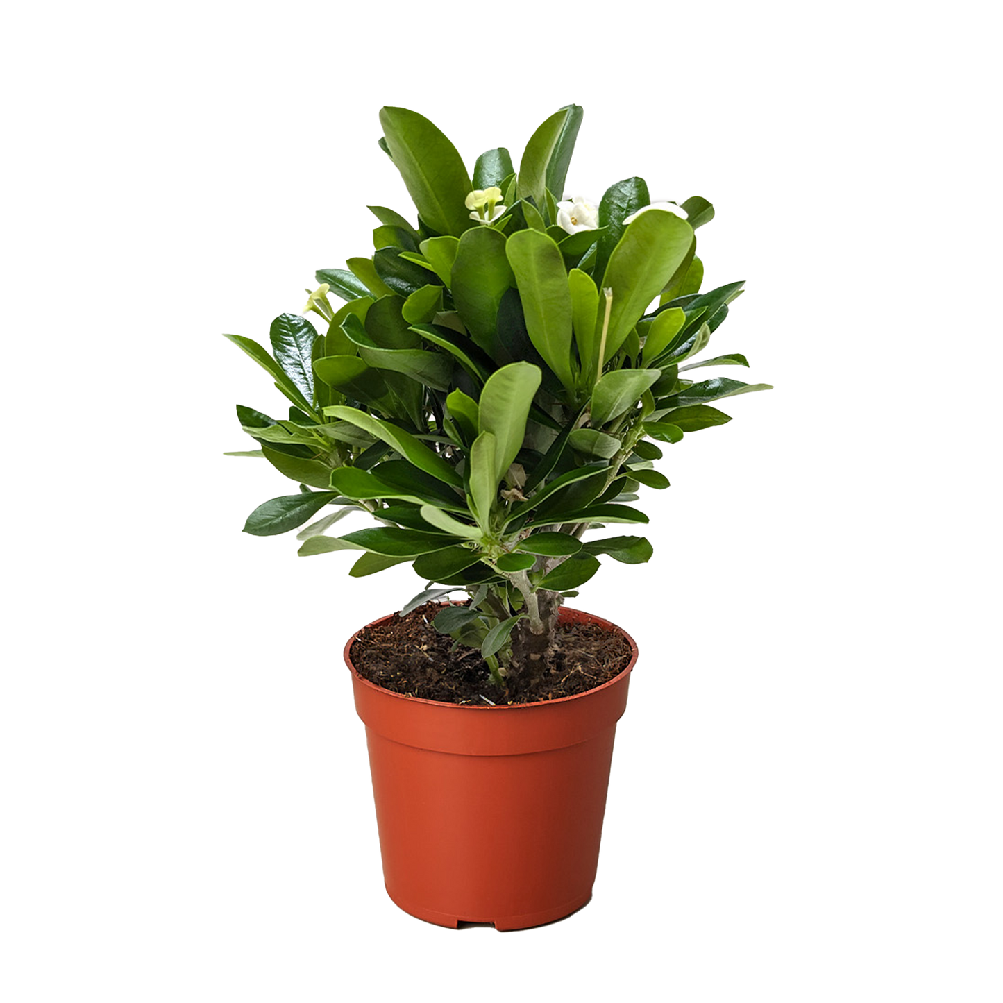 Crown of Thorns - Fleurish Plant Care, LLC