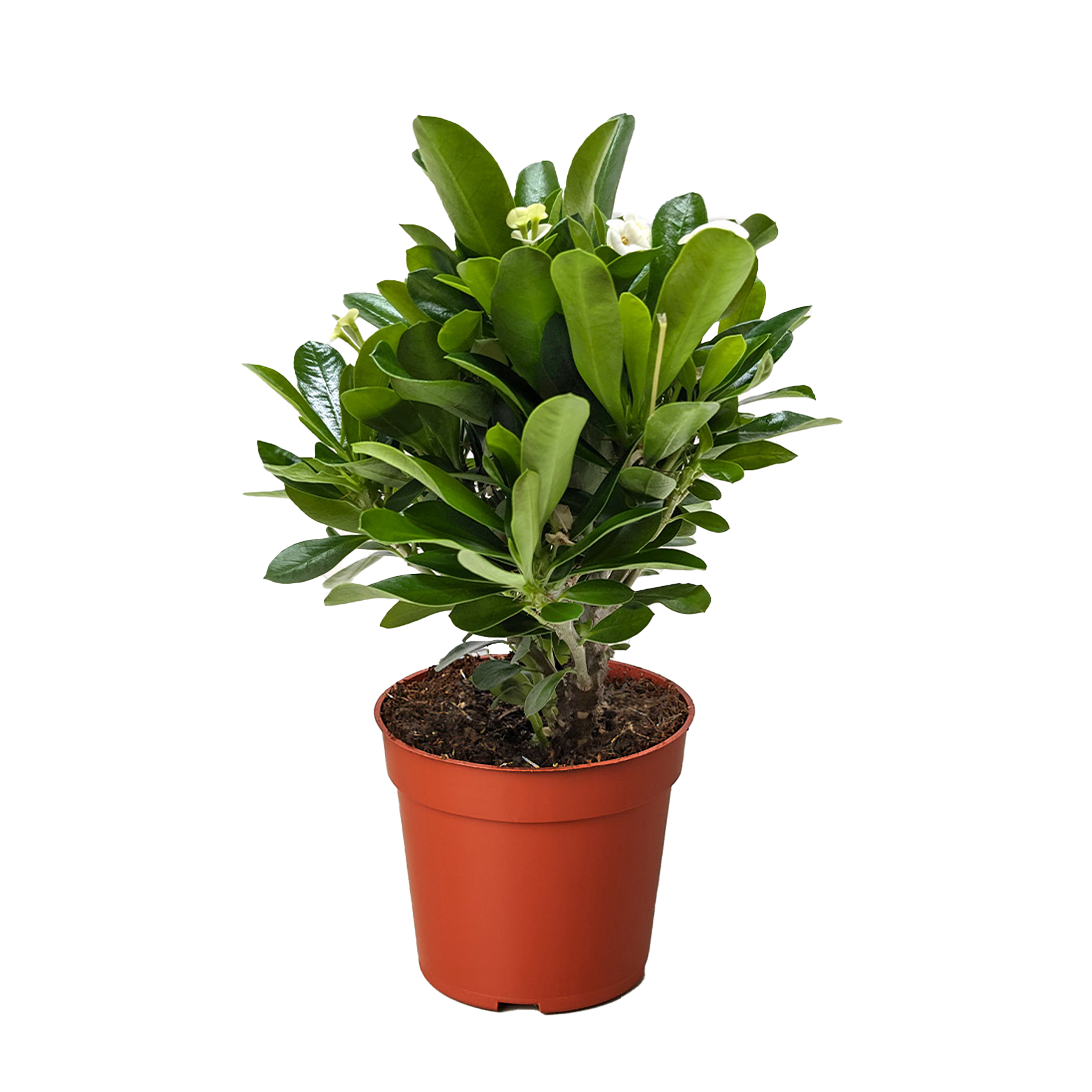 Crown of Thorns - Fleurish Plant Care, LLC