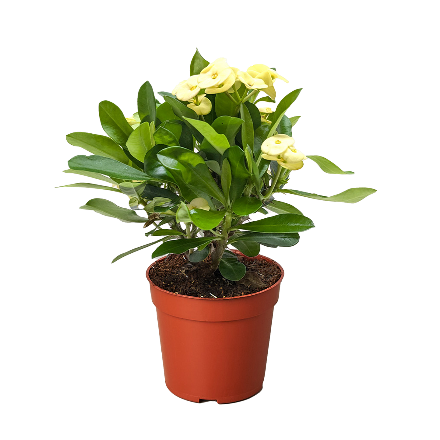 Crown of Thorns - Fleurish Plant Care, LLC