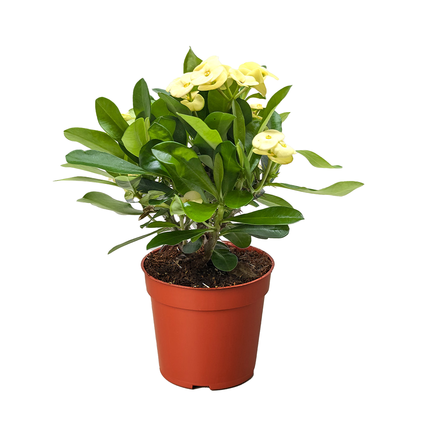 Crown of Thorns - Fleurish Plant Care, LLC