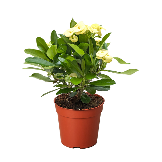 Crown of Thorns - Fleurish Plant Care, LLC