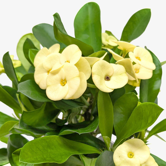 Crown of Thorns - Fleurish Plant Care, LLC