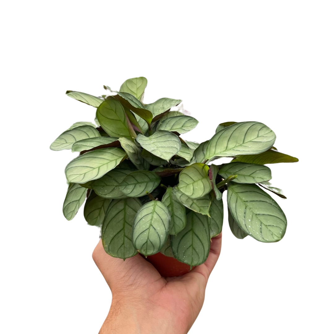 Ctenanthe burle-marxii 'Amagris' - Fleurish Plant Care, LLC