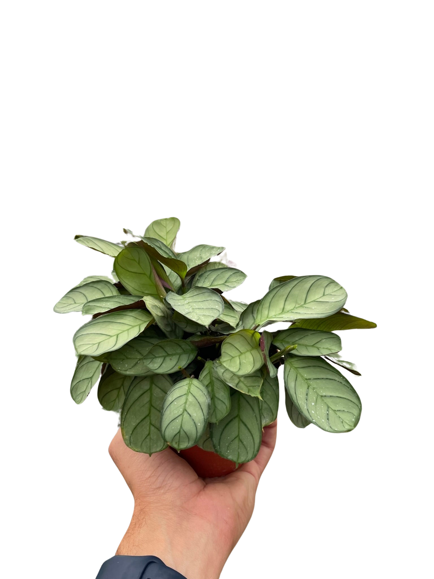 Ctenanthe burle-marxii 'Amagris' - Fleurish Plant Care, LLC