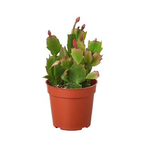 🐾Zygocactus 'Christmas Cactus'