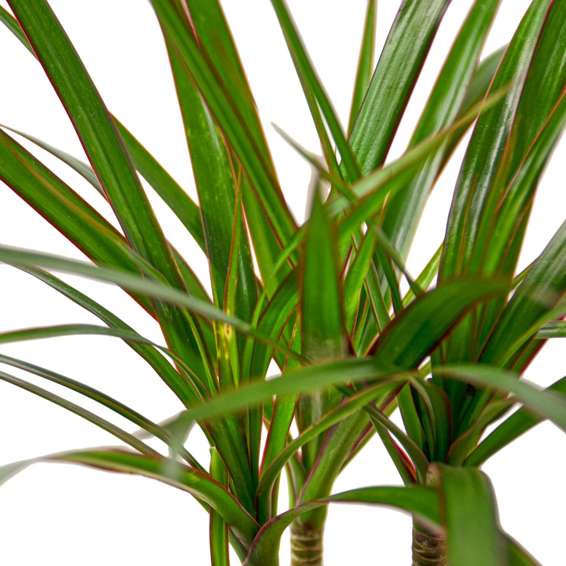 Dracaena Marginata Cane - Fleurish Plant Care, LLC