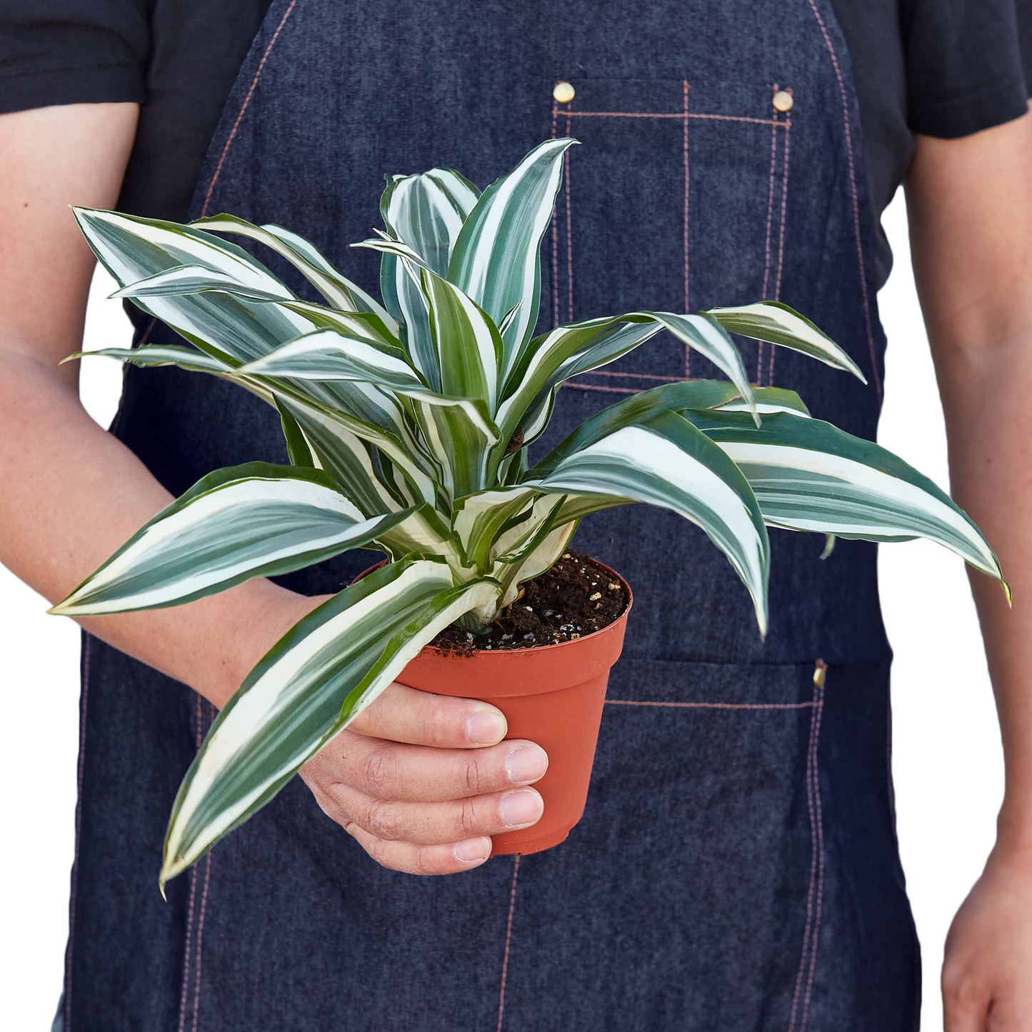 Dracaena 'Warneckii White Jewel' - Fleurish Plant Care, LLC