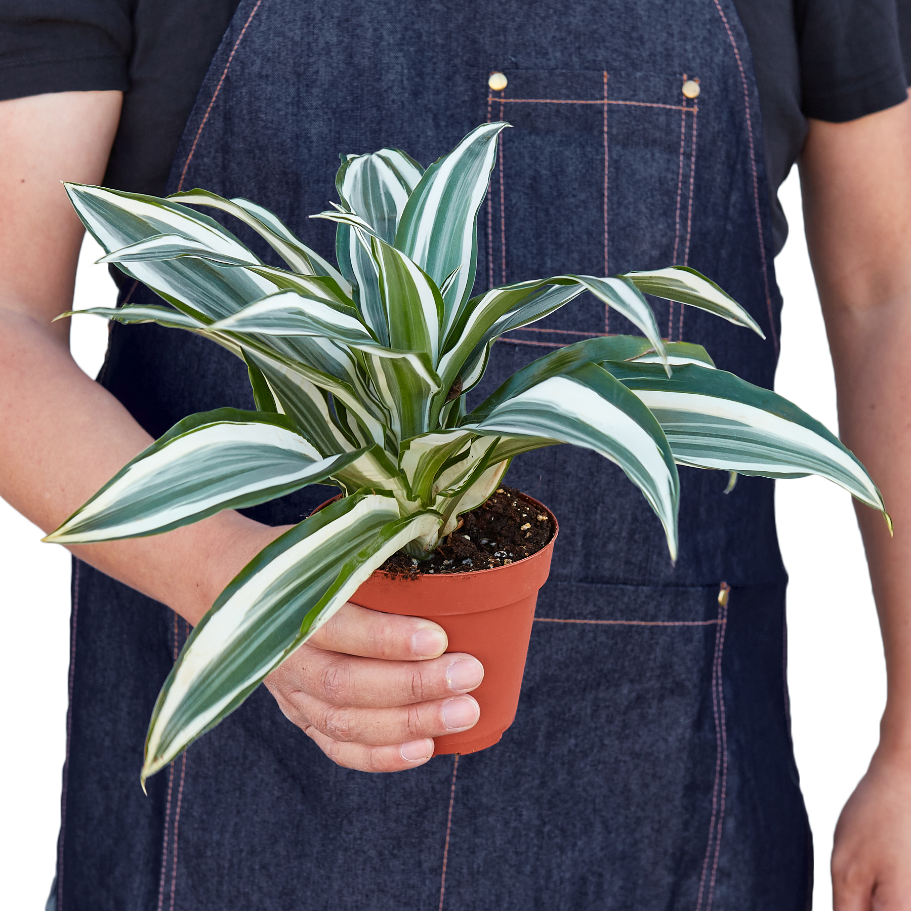 Dracaena 'Warneckii White Jewel' - Fleurish Plant Care, LLC