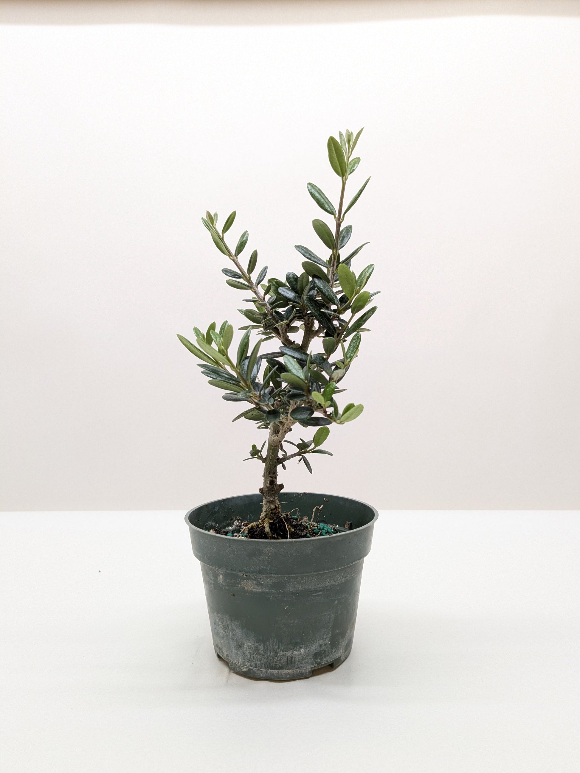 Common Olive Tree (Olea europaea) - Fleurish Plant Care, LLC