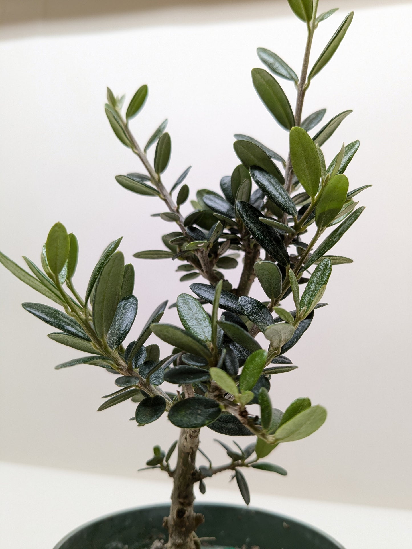 Common Olive Tree (Olea europaea) - Fleurish Plant Care, LLC