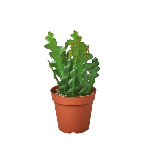 Epiphyllum 'Ric Rac' Cactus - Fleurish Plant Care, LLC