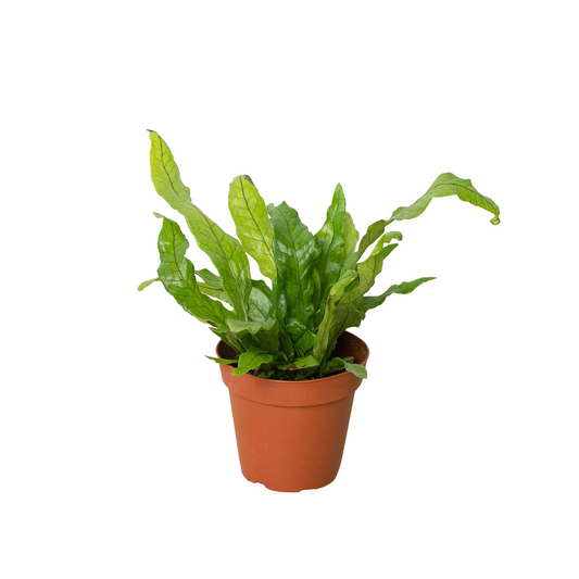 🐾Fern 'Crocodile'