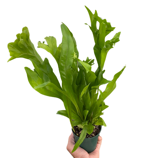 🐾Green Flame Fern