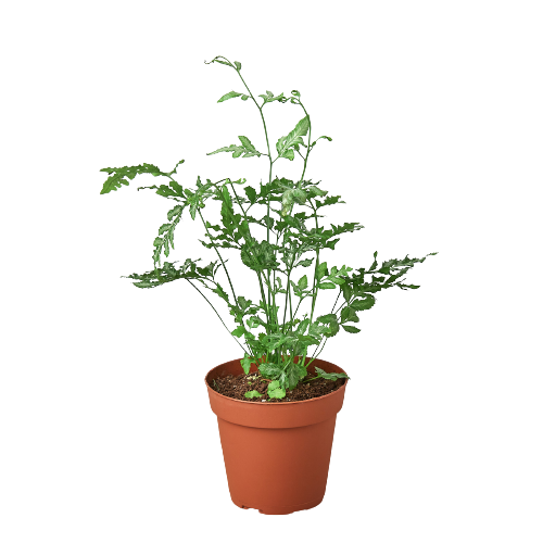 Fern 'Silver Lace' - Fleurish Plant Care, LLC
