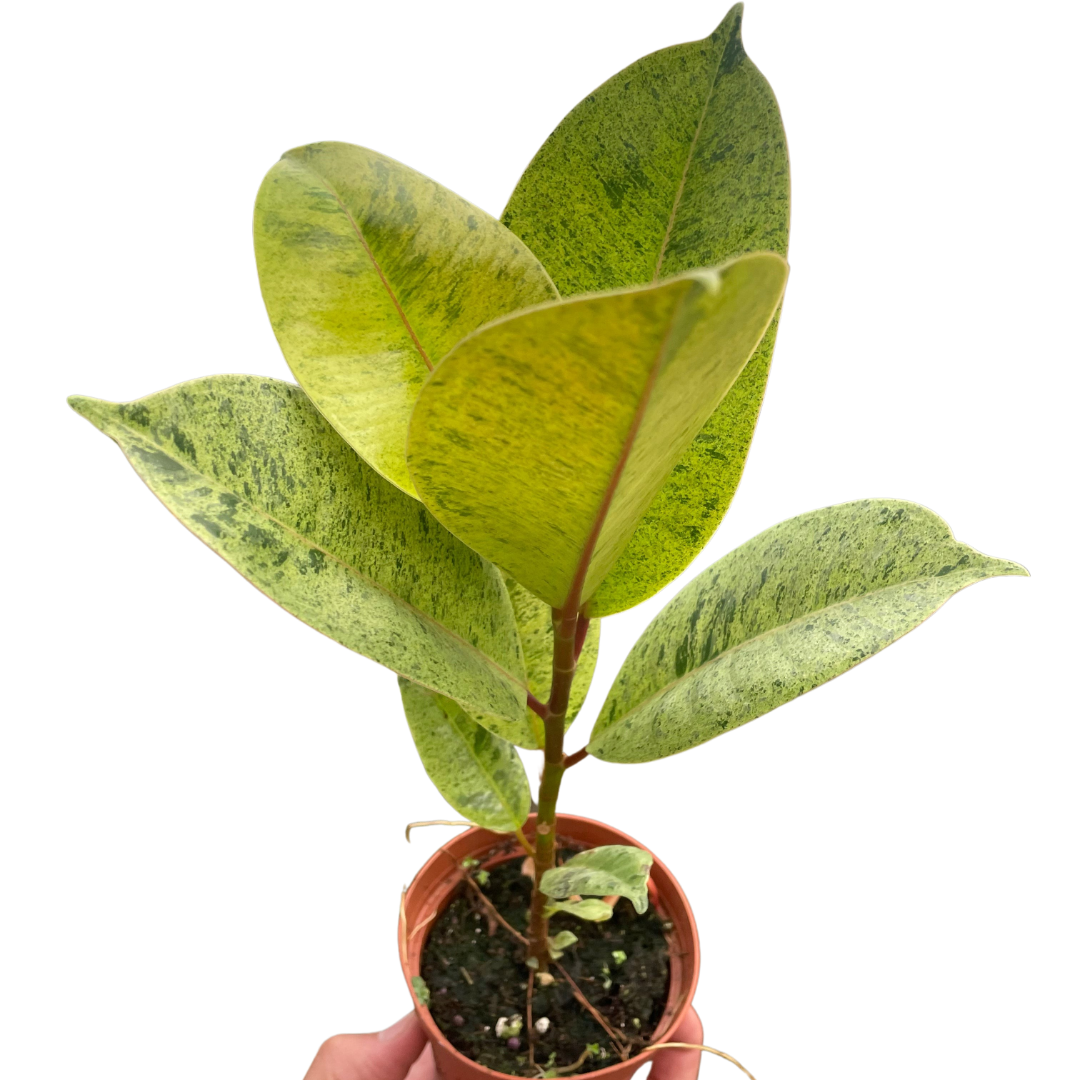 Ficus 'shivereana' (Moonshine) - Fleurish Plant Care, LLC