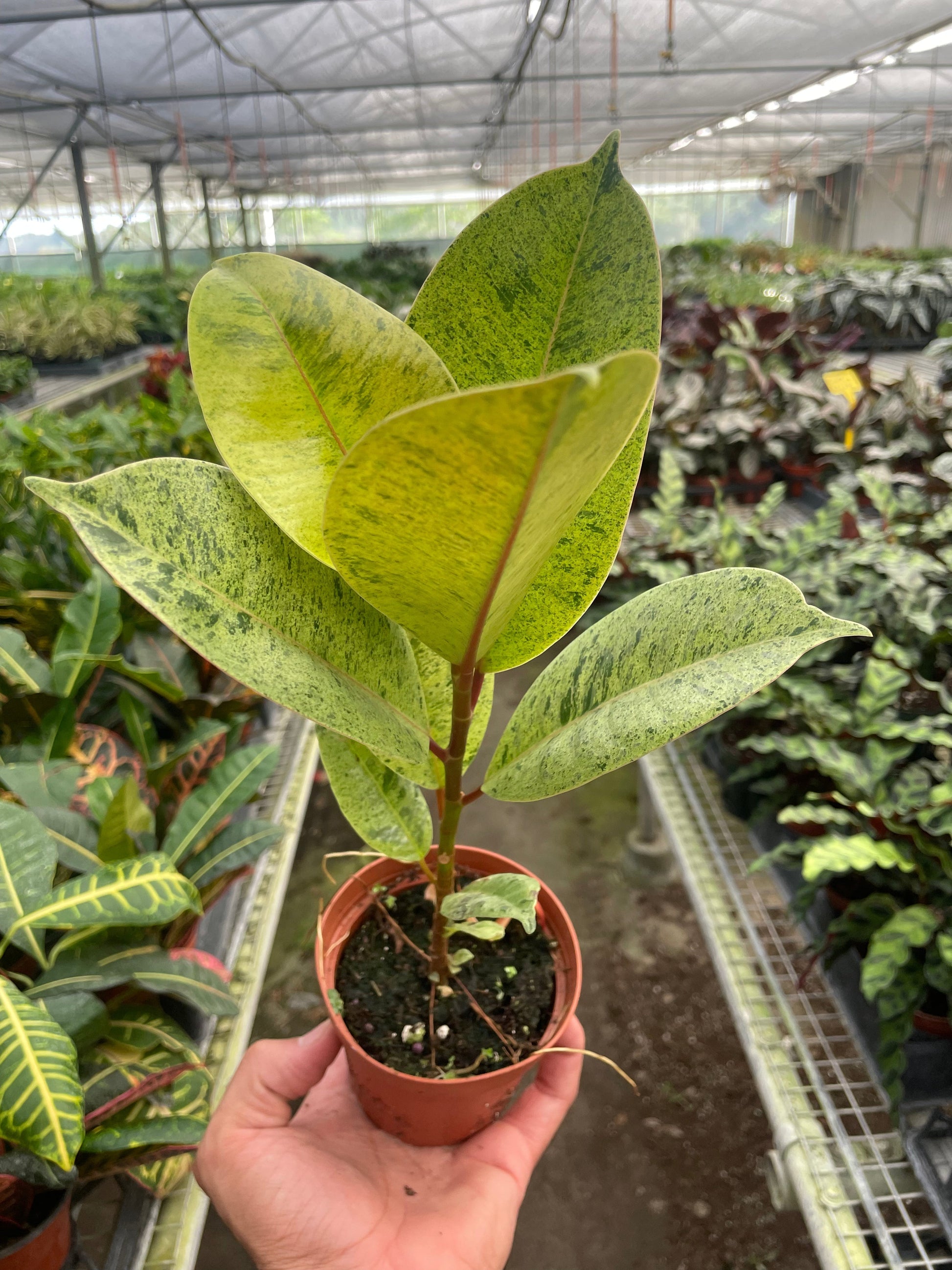 Ficus 'shivereana' (Moonshine) - Fleurish Plant Care, LLC