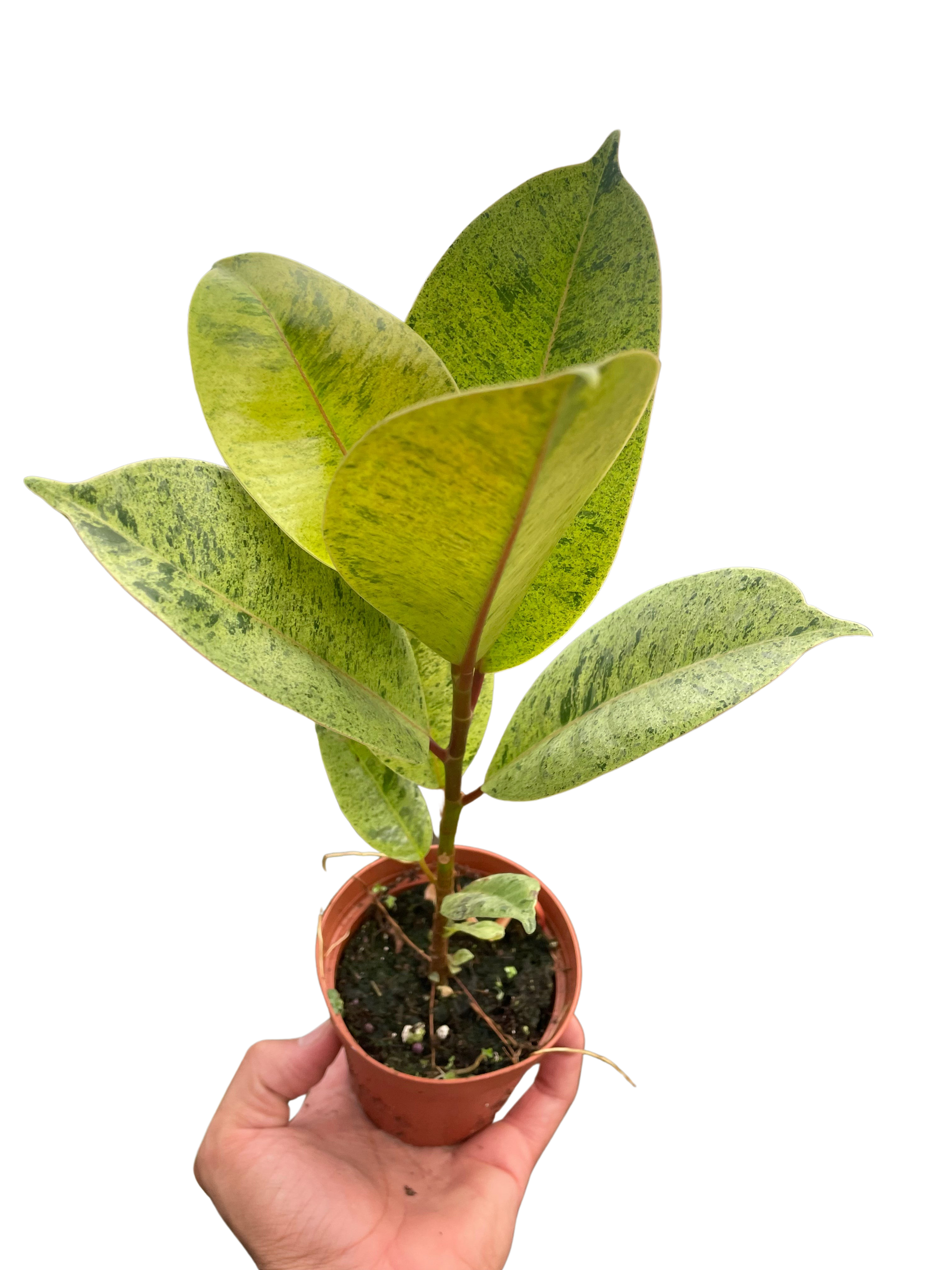 Ficus 'shivereana' (Moonshine) - Fleurish Plant Care, LLC