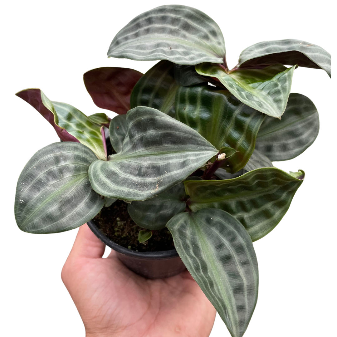 Geogenanthus 'Seersucker' - Fleurish Plant Care, LLC
