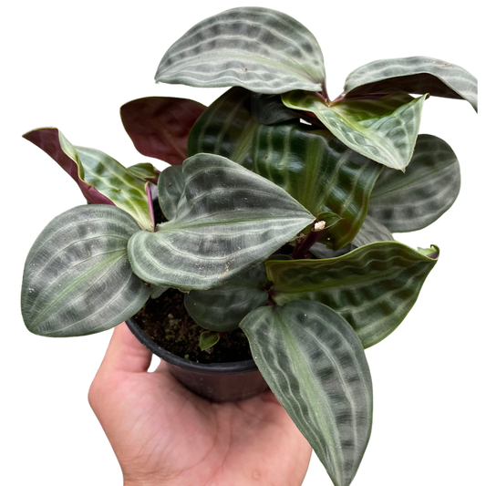 Geogenanthus 'Seersucker' - Fleurish Plant Care, LLC