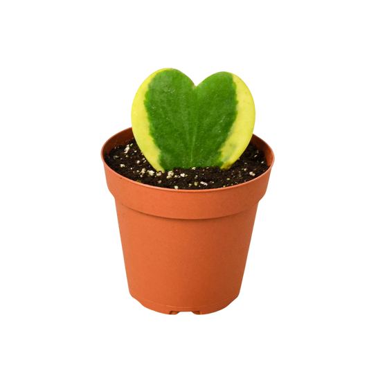 Hoya 'Sweetheart Variegated' - Fleurish Plant Care, LLC