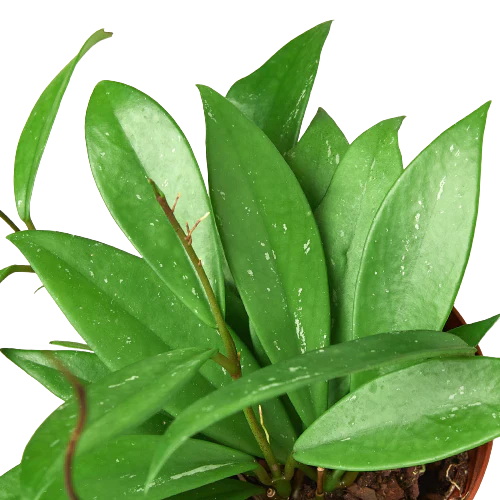 Hoya 'Publicalyx' - Fleurish Plant Care, LLC