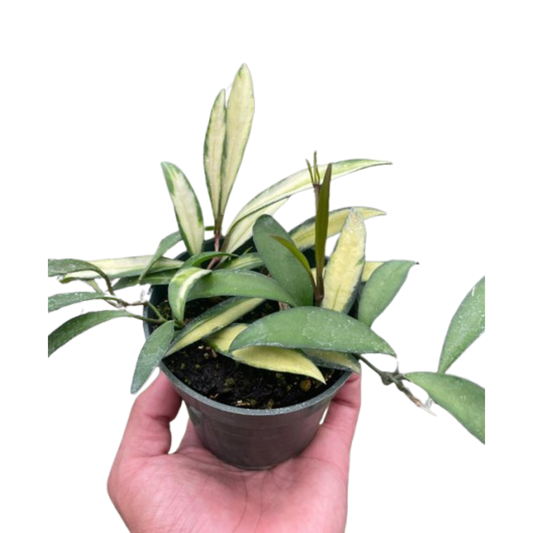 Hoya Wayetii Variegated - Fleurish Plant Care, LLC