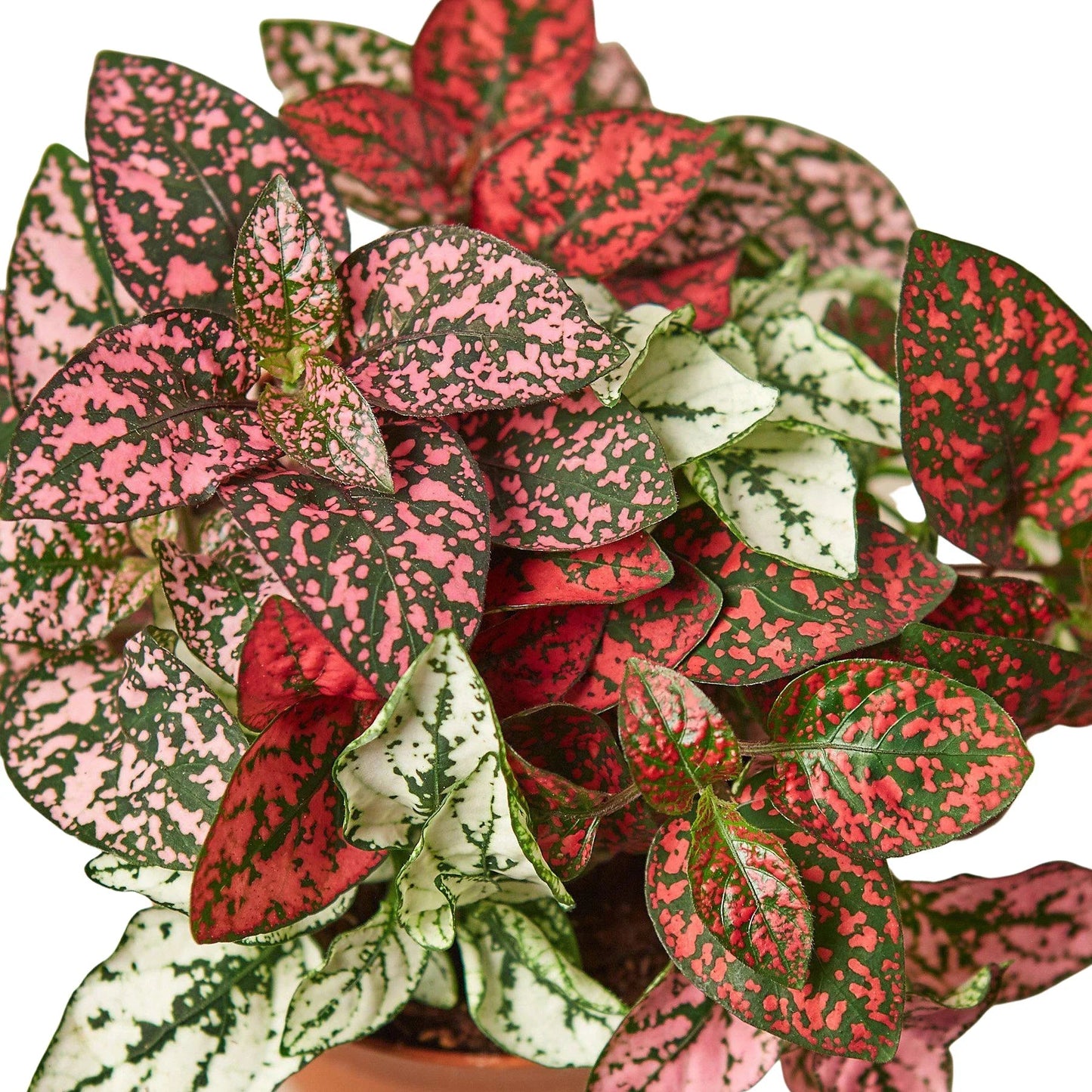 Hypoestes 'Polka Dot' - Fleurish Plant Care, LLC
