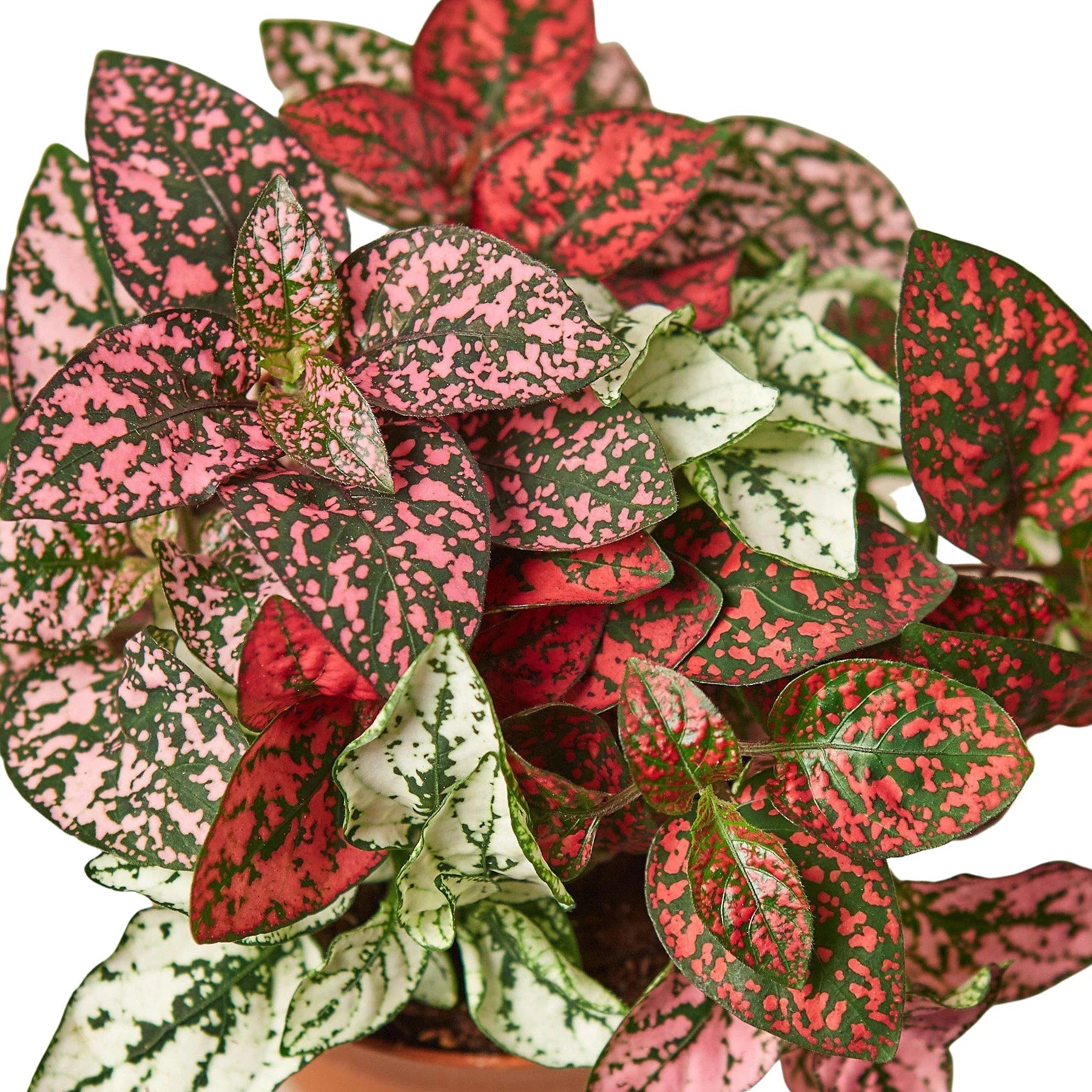 Hypoestes 'Polka Dot' - Fleurish Plant Care, LLC