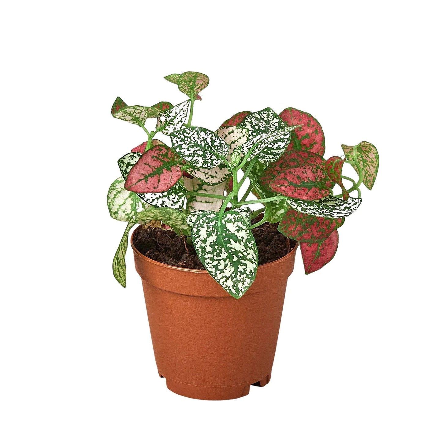 Hypoestes 'Polka Dot' - Fleurish Plant Care, LLC
