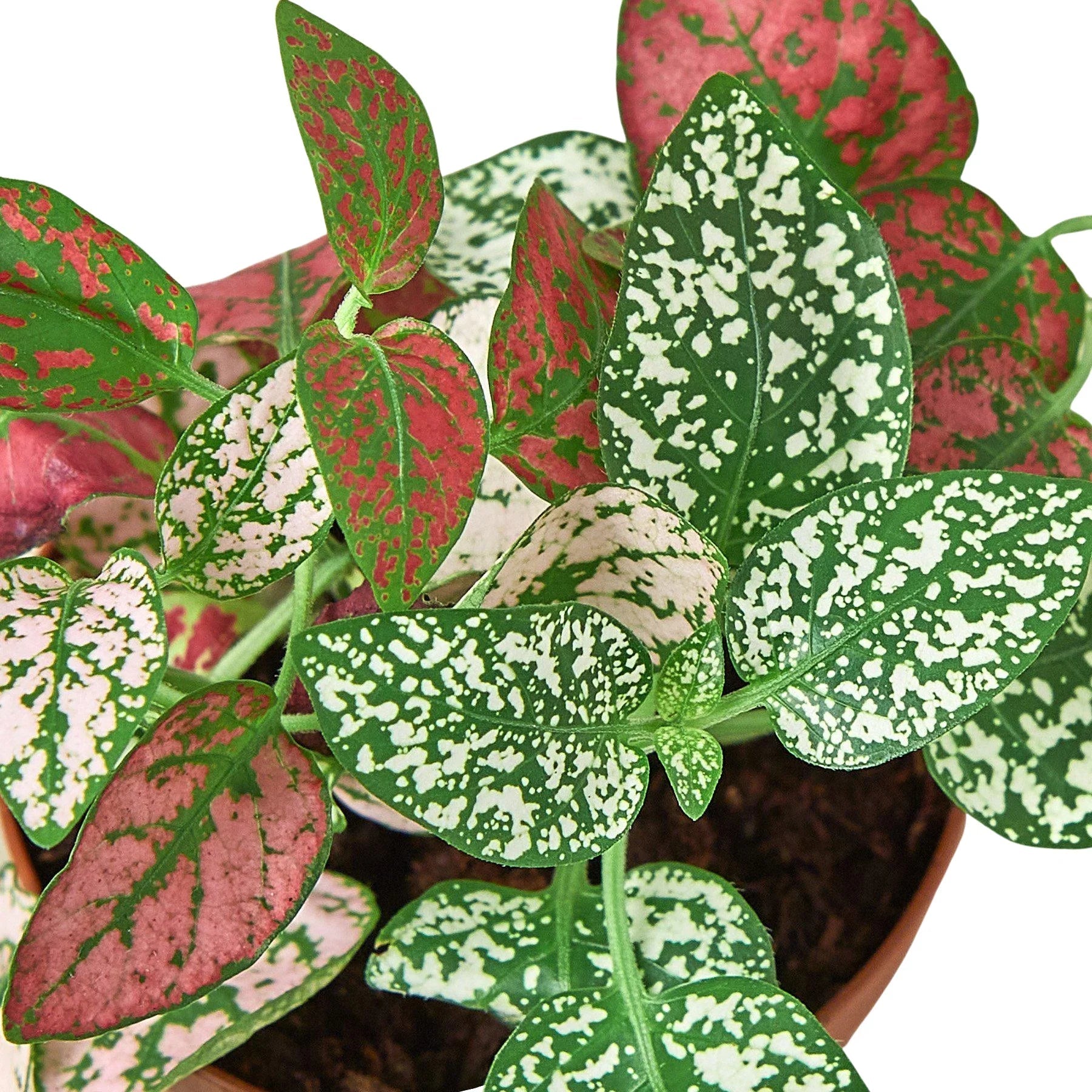 Hypoestes 'Polka Dot' - Fleurish Plant Care, LLC