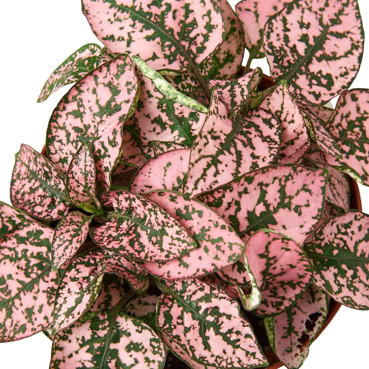 Hypoestes 'Polka Dot' - Fleurish Plant Care, LLC