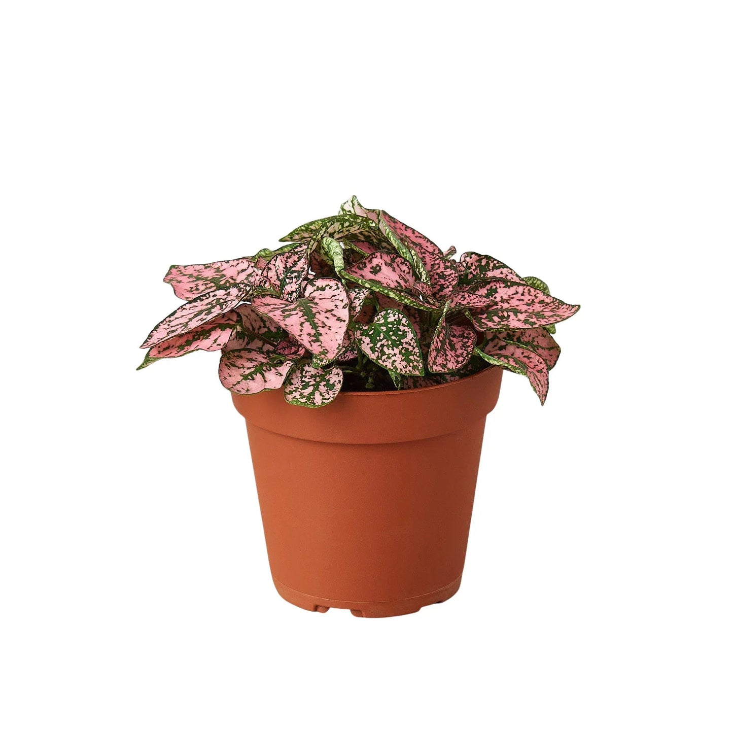 Hypoestes 'Polka Dot' - Fleurish Plant Care, LLC