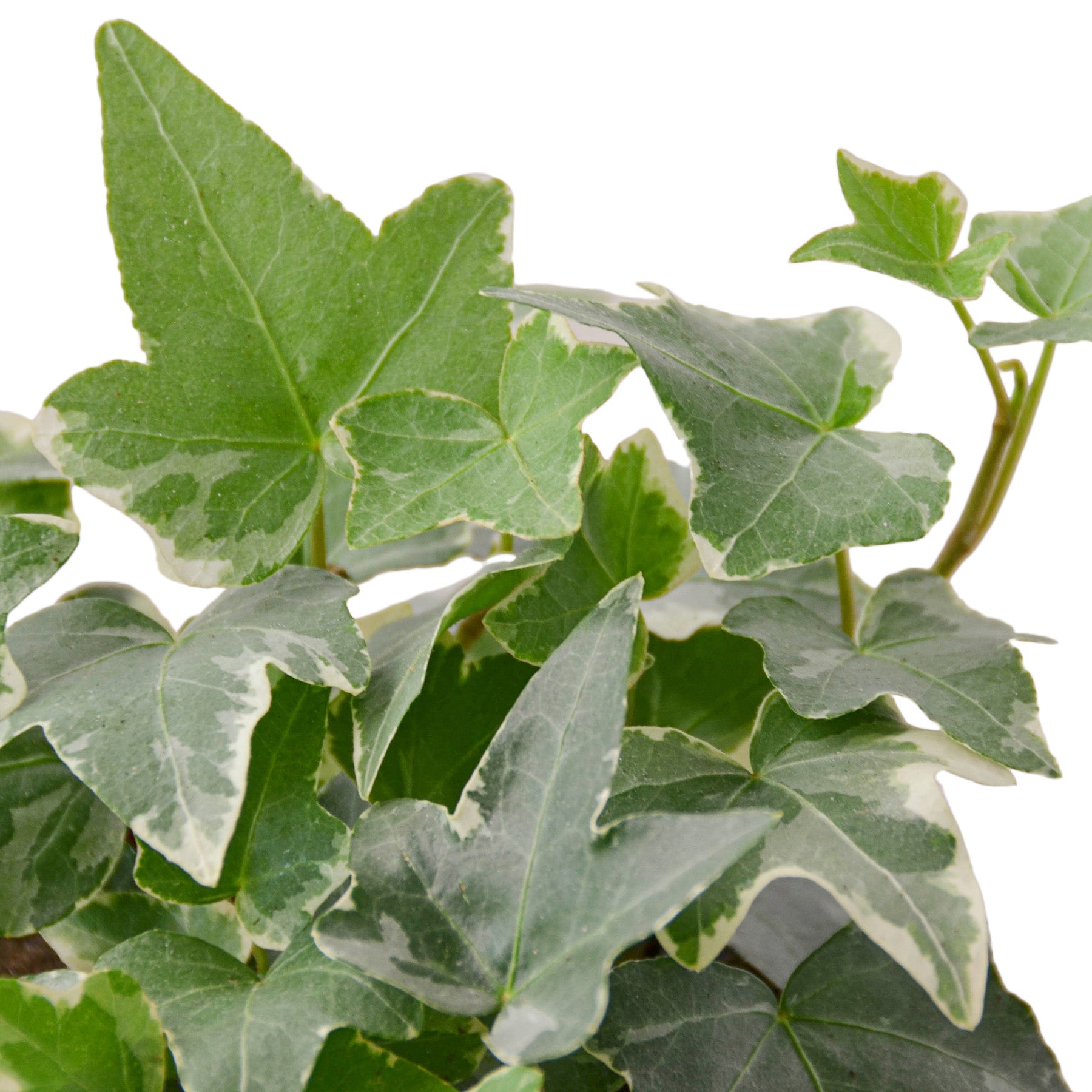 English Ivy 'Glacier' - Fleurish Plant Care, LLC