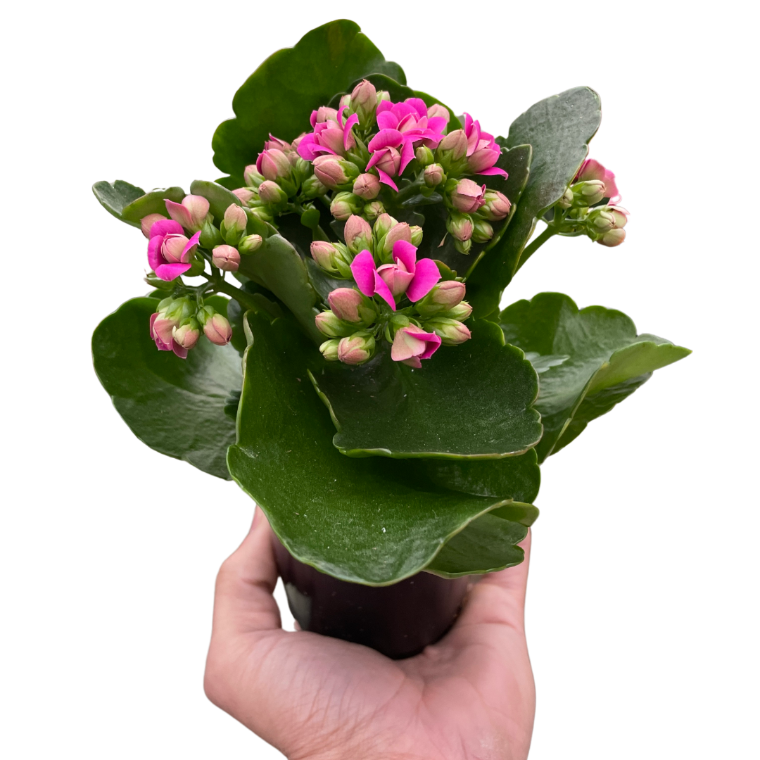 Kalanchoe - Fleurish Plant Care, LLC