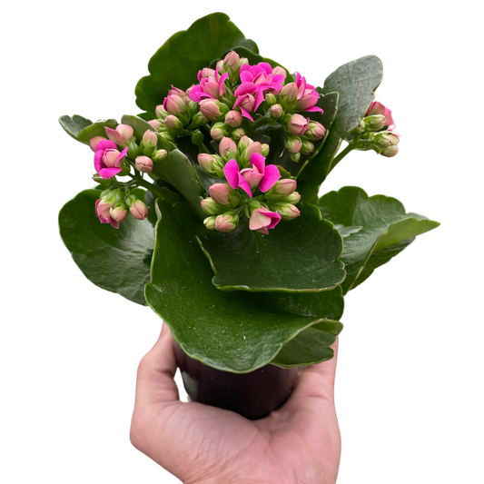 Kalanchoe - Fleurish Plant Care, LLC